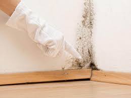 Best Mold Odor Removal Services  in New Market, VA